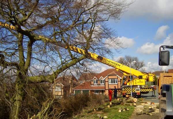 Business listing image