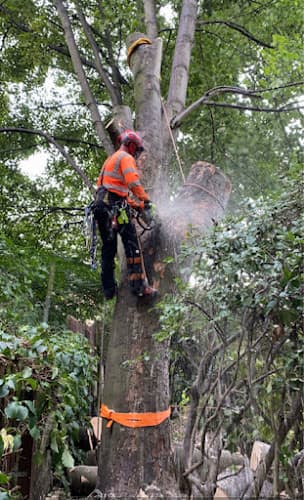 Business listing image