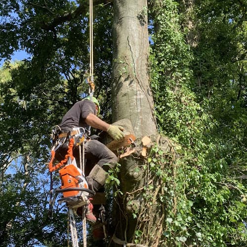 Business listing image