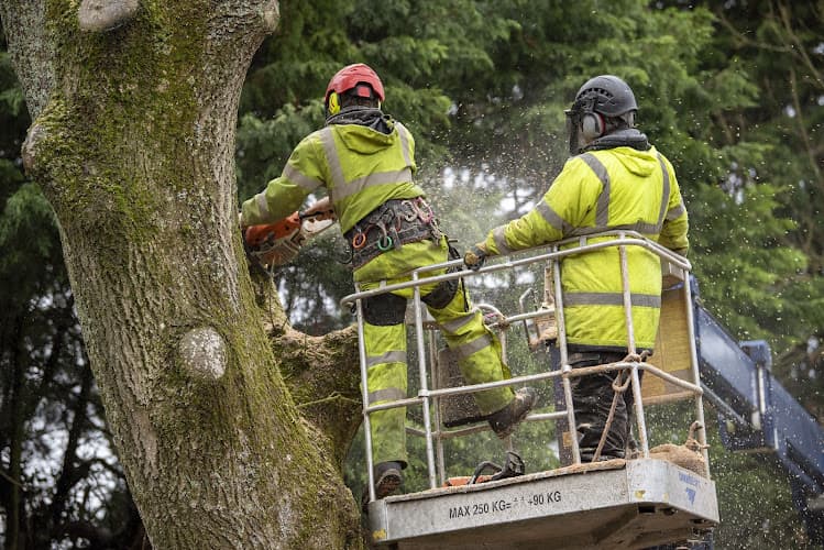 Business listing image