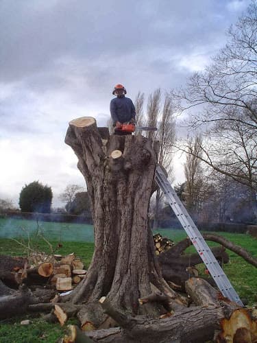 Business listing image