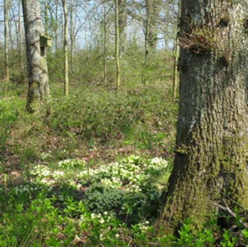 Business listing image